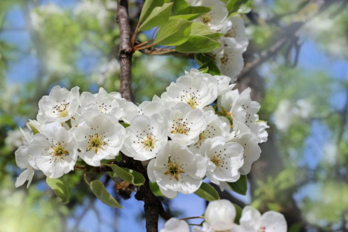 Pyrus communis 'D'Anjou' (ultra-dwarf form)