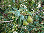 Pyrus communis 'Red D'Anjou'