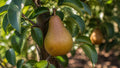 Pyrus communis 'Seckel'