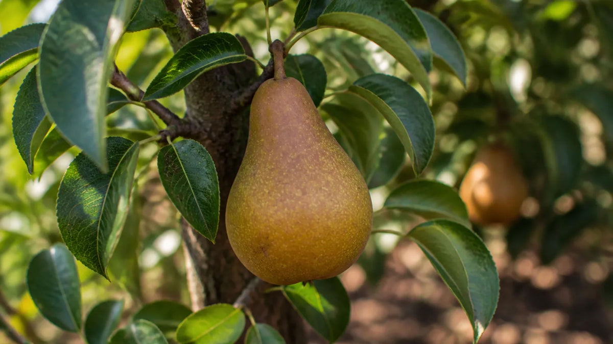 Pyrus communis 'Seckel'