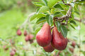 Pyrus communis 'Sensation Red Bartlett'