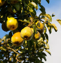 Pyrus communis (assorted varieties)