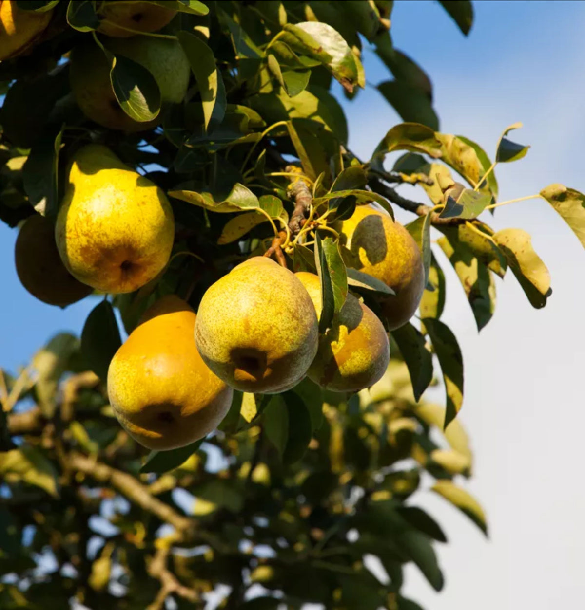 Pyrus communis (assorted varieties)