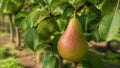 Pyrus communis (ultra-dwarf form)