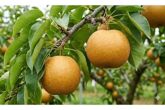 Pyrus pyrifolia (3-in-1 grafted Asian pear tree)