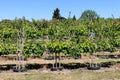 Pyrus pyrifolia (4-in-1 grafted espalier Asian pear tree)