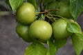Pyrus pyrifolia '20th Century' (ultra-dwarf form)
