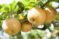 Pyrus pyrifolia 'Shinseiki'