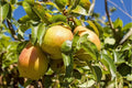 Pyrus × 'Kieffer' (ultra-dwarf form)