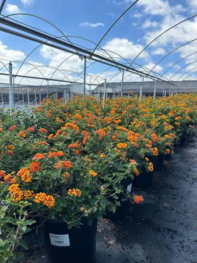 Lantana camara 'Radiation'