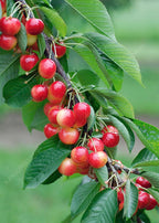 Prunus avium 'Rainier'