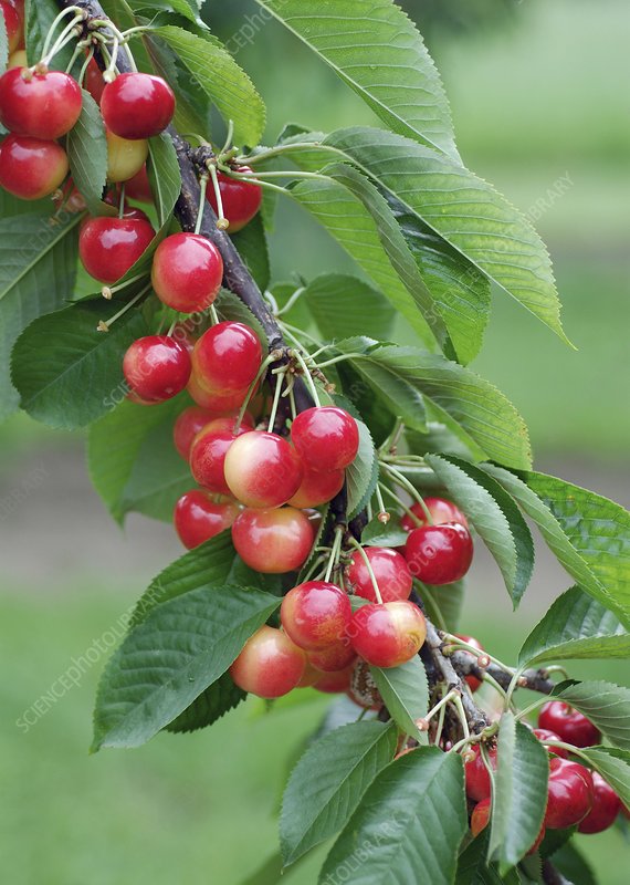 Prunus avium 'Rainier'