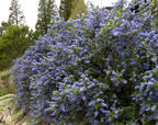 Ceanothus 'Ray Hartman'