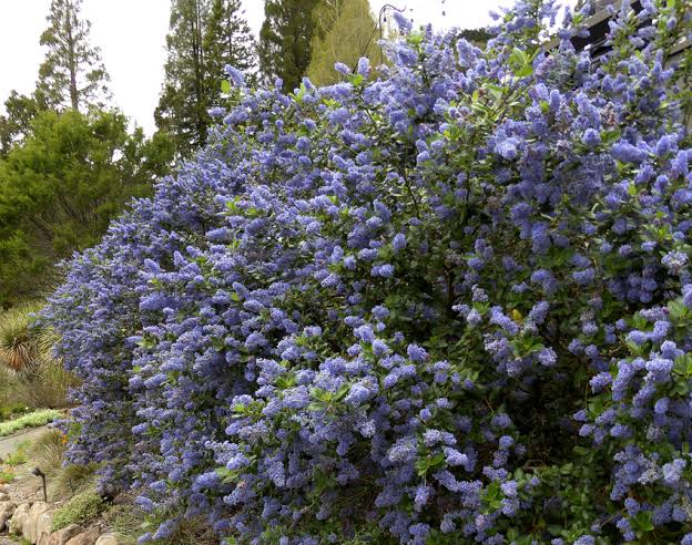 Ceanothus 'Ray Hartman'