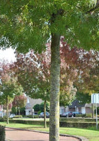 Fraxinus angustifolia 'Raywood'