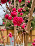 Prunus persica 'Red Baron'