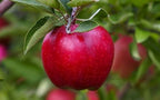 Malus domestica 'Red Delicious'