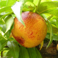 Prunus persica 'Red Diamond'