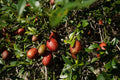 Citrus australasica 'Red' (standard form)