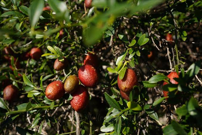 Citrus australasica 'Red' (standard form)