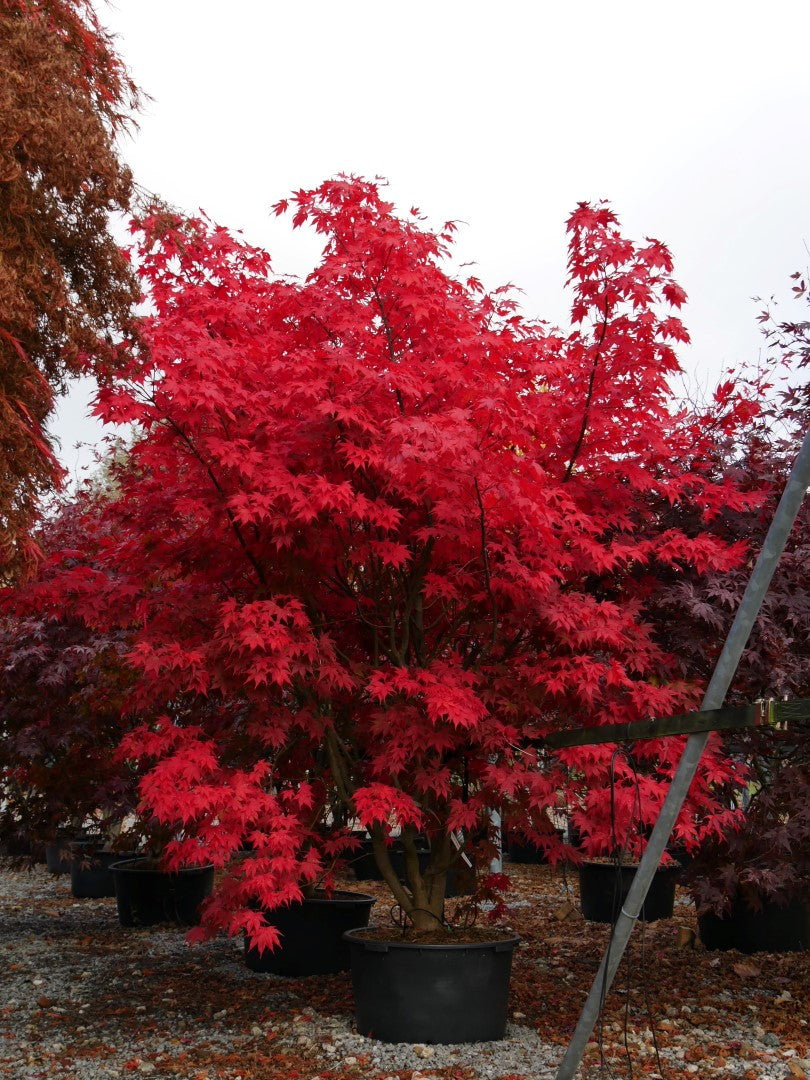 Acer palmatum 'Atropurpurea' (low-branch form)