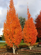 Acer rubrum 'Armstrong'