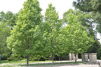 Acer rubrum 'Bowhall'
