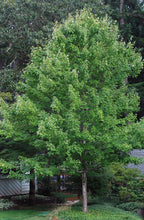 Acer rubrum 'October Glory'