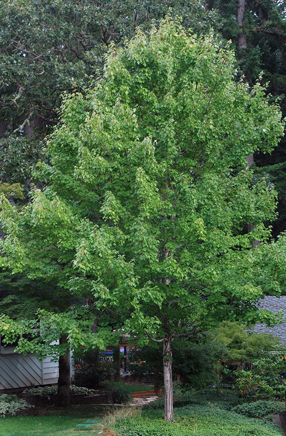 Acer rubrum 'October Glory'