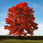 Acer rubrum 'Red Sunset'