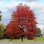 Acer rubrum 'Redpointe'