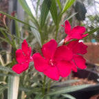 Nerium oleander 'Red' (multi-stem form)
