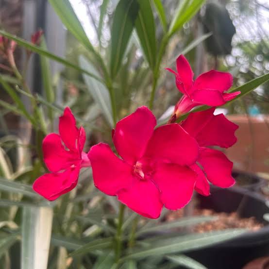 Nerium oleander 'Red' (multi-stem form)