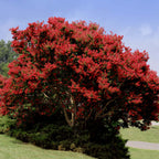 Lagerstroemia indica 'Whit IV' ('Red Rocket') (multi-stem form)