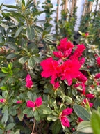 Azalea 'Redbird'