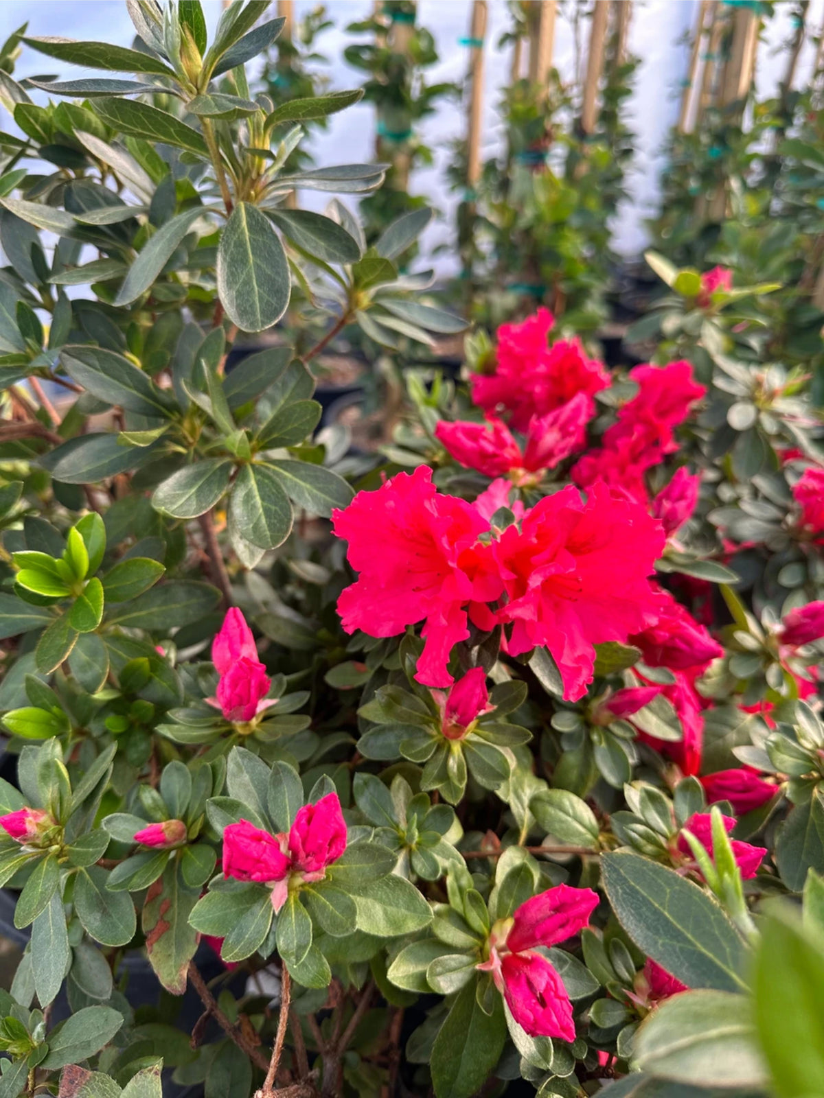 Azalea 'Redbird'