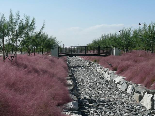 Muhlenbergia capillaris 'Regal Mist'