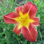 Hemerocallis 'Rosie Meyer'