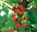 Prunus avium 'Royal Rainier'