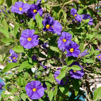 Lycianthes rantonnetii 'Royal Robe'