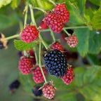 Rubus 'Baby Cakes'