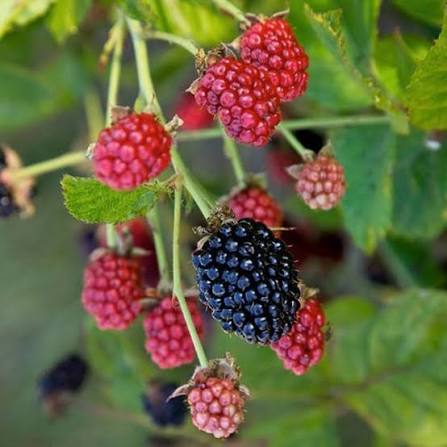 Rubus 'Baby Cakes'