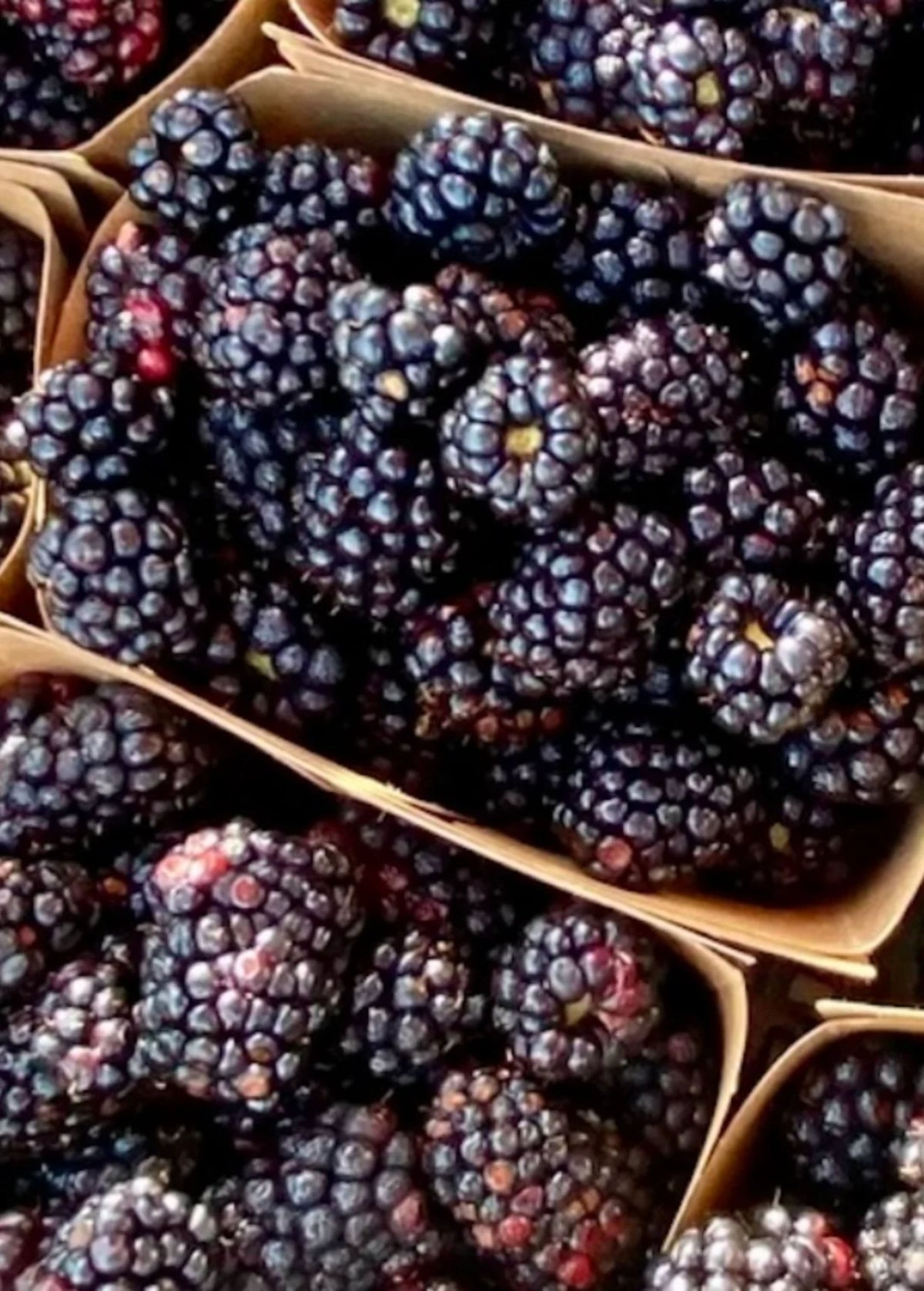 Rubus 'Boysenberry' (assorted varieties)