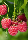Rubus idaeus (assorted varieties)