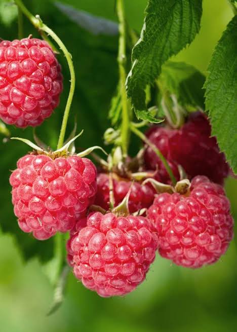 Rubus idaeus (assorted varieties)