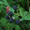 Rubus spp. (assorted varieties)