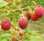 Rubus ursinus × Rubus idaeus 'Thornless'