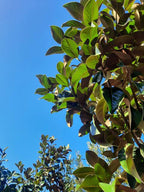 Magnolia grandiflora 'Samuel Sommer'