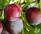 Prunus salicina 'Santa Rosa'
