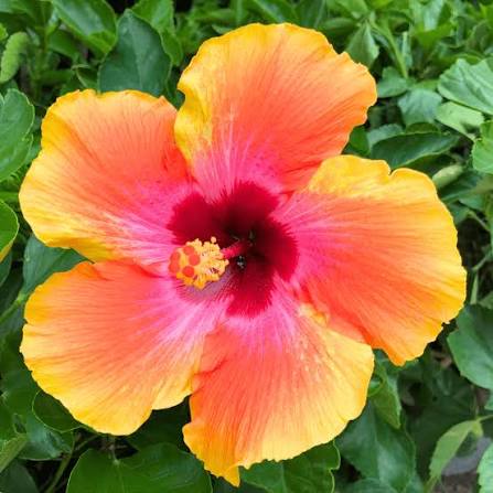 Hibiscus rosa-sinensis 'Santana'